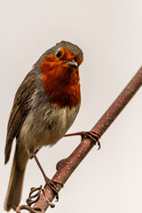 Erithacus rubecula pertenece a la familia de Muscicapidae.