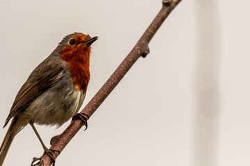 Erithacus rubecula pertenece a la familia de Muscicapidae.