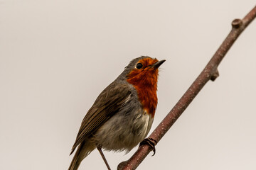 Erithacus rubecula pertenece a la familia de Muscicapidae.