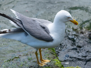 A cute seagull by the sea