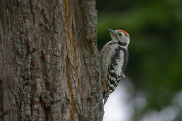 Middle Spotted Woodpecker in the garden