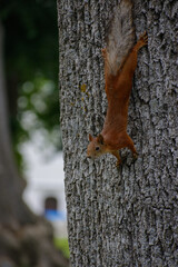 squirrel on tree