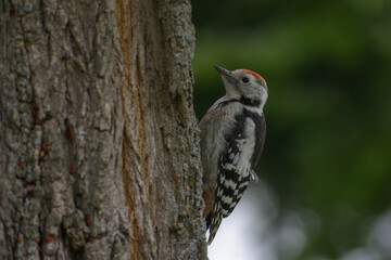 middle spotted woodpecker on the tree