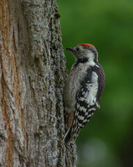 Middle Spotted Woodpecker