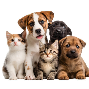 Group of puppies and kittens sitting together animals friendship concept isolated on white background clean concept quality picture bright colorful high colorful photo white scene stock background sim