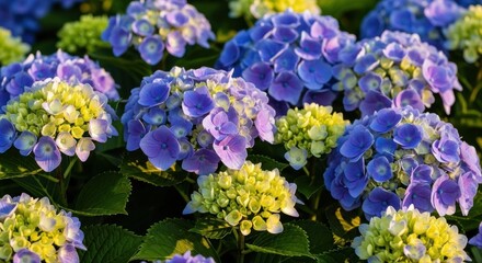 Vibrant blue and yellow hydrangea flowers blooming in a lush garden under bright sunlight