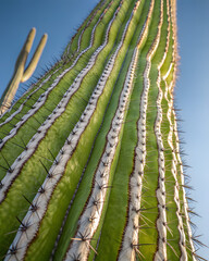 A detailed close up shot of a cactus trunk showcasing its unique texture and vivid green and white colors