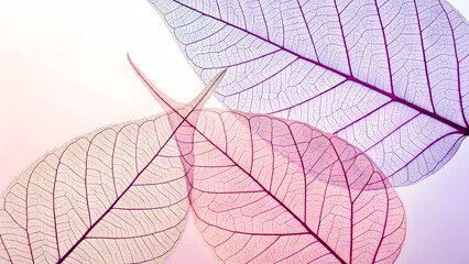A serene composition of leaves showing their intricate skeleton textures in soft purple and pink hues
