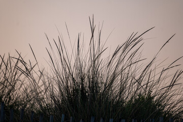 grass in the morning