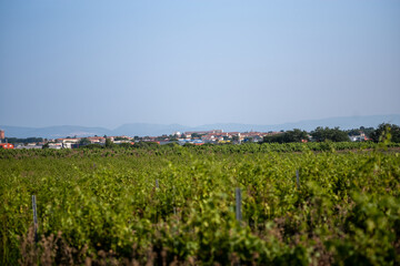 Fototapeta premium field of wheat