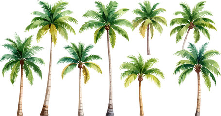 Obraz premium Tropical green palm tree on white background