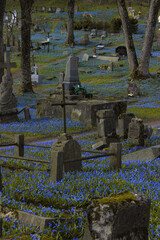 Old cemetery in early spring covered with a blanket of blooming blue scilla flowers.