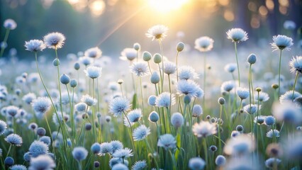 Meadow of White Flowers in Sunlight