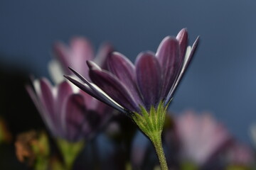 Detailed view of a single Cape marigold blossom in soft evening light © Pimonti