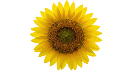Isolated Sunflower