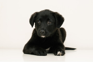 Fototapeta premium Black Puppy On White Background