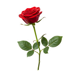 Red Rose: A Stunning Floral Photograph for Design Projects