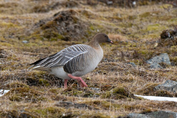 Oie à bec court, Anser brachyrhynchus, Pink footed Goose, Spitzberg, Svalbard, Norvège