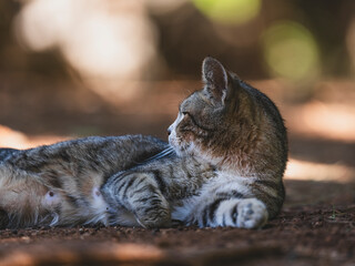 A cute cat resting in the garden