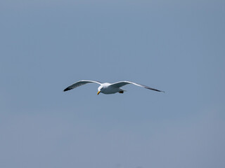 A graceful seagull soaring through the sky