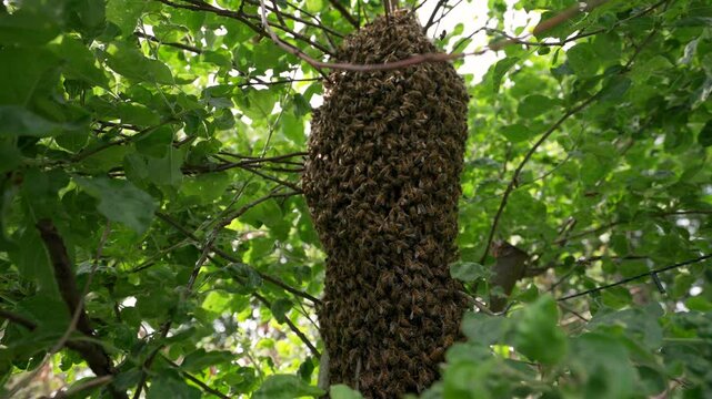 A swarm of honey bees on a garden tree