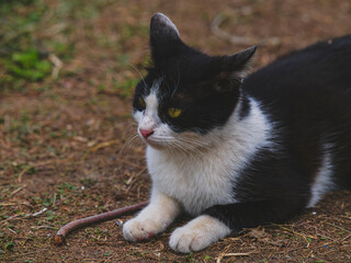 A cute cat resting in the nature