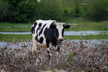 An adult female cow stands among dry plants with thorny burrs on the riverbank and looks toward the camera lens on a sunny spring day.