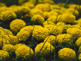 beautiful flowers in the nature