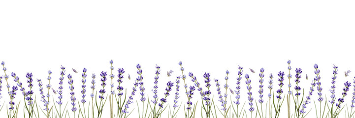 Watercolor seamless pattern with branches of lavender and lavender seeds on a white background. Can be used on fabrics and paper products and other.