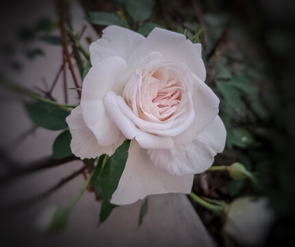 Close -up of pale pink rose rose in bloom  - Powered by Adobe