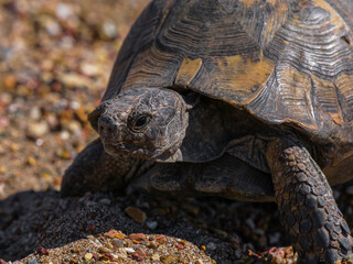 beautiful turtle on the beach