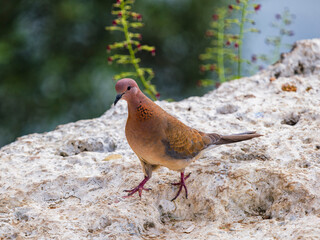 A beautiful dove on a rock