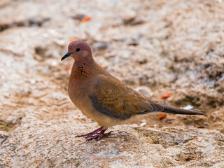 A beautiful dove on a rock