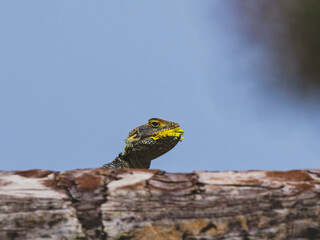beautiful lizard on a log