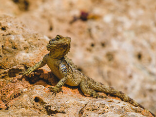 a beautiful lizard on the rock