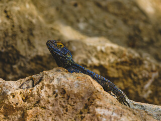 a beautiful lizard on the rock