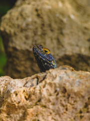 a beautiful lizard on the rock