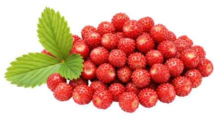Isolated Pile of Wild Strawberries