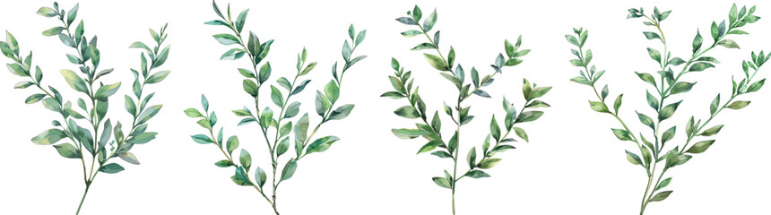 Eucalyptus Branches Vector Illustration, Isolated on White Background.