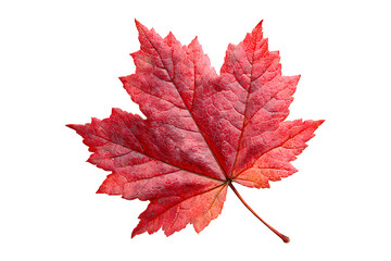 Crimson maple leaf isolated on transparent background showcasing autumn beauty