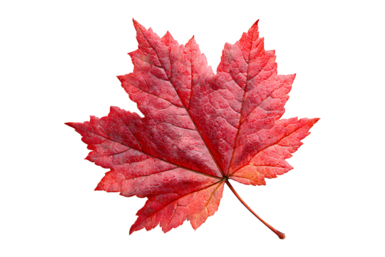 Crimson maple leaf isolated on transparent background showcasing autumn beauty - Powered by Adobe
