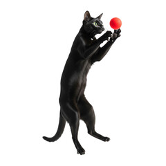 The cat is playing with a ball. isolated on transparent or white background, png