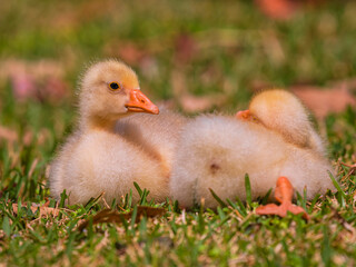 Cute gosling by the lake