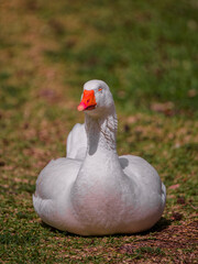 Obraz premium cute goose in the nature