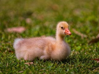 Cute gosling by the lake