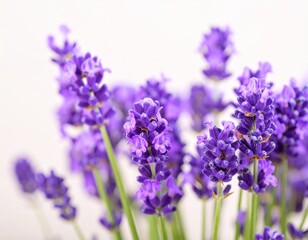 Obraz premium Beautiful Lavender Blooms