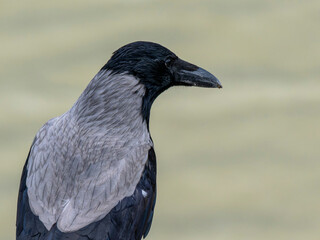 A crow by the lakeside