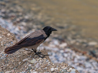 A crow by the lakeside