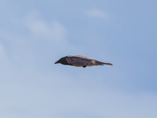 A crow flying in the sky