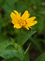 Glorious Yellow Blossom Amidst Lush Green Foliage